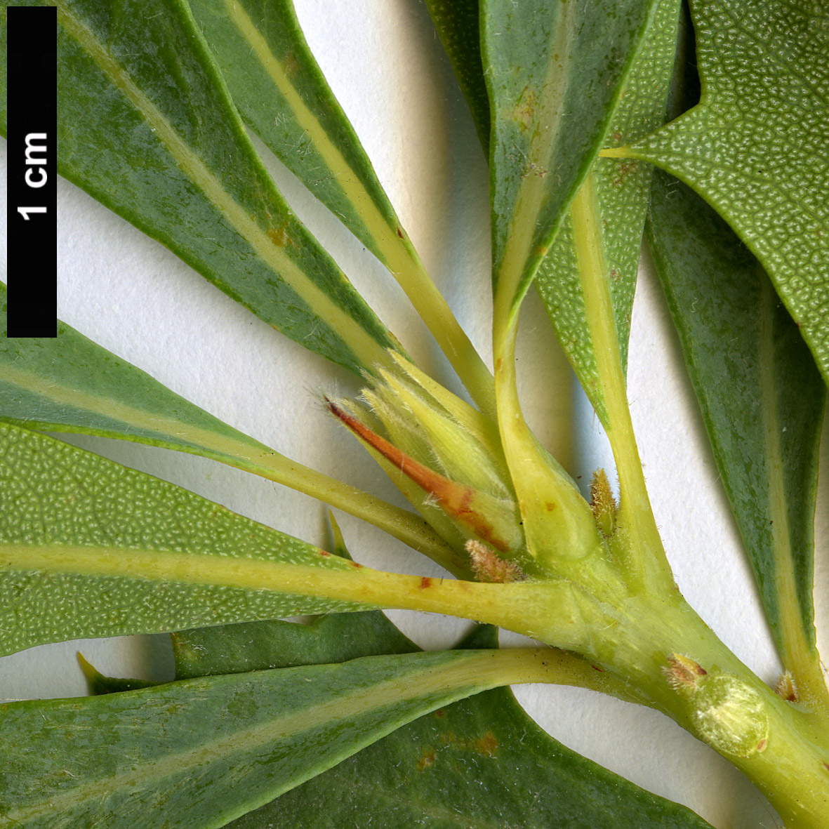High resolution image: Family: Proteaceae - Genus: Dryandra - Taxon: sessilis - SpeciesSub: var. flabellifolia